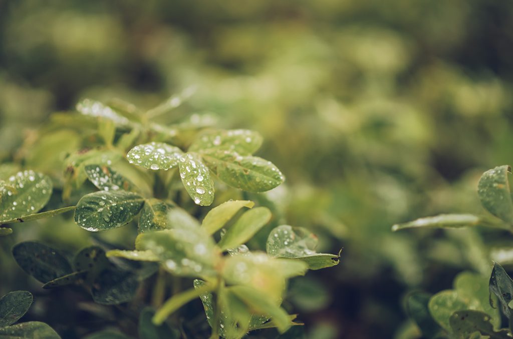 Close-up of young groundnut leaves