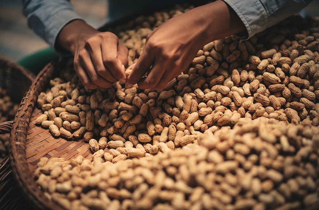 Hands sorting dried groundnuts in a basket