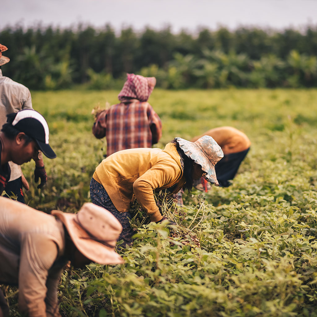 Farmers harvesting groundnuts, photographed for Ngan Yin